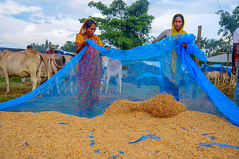 Drying grains at flood affected Kamrup district